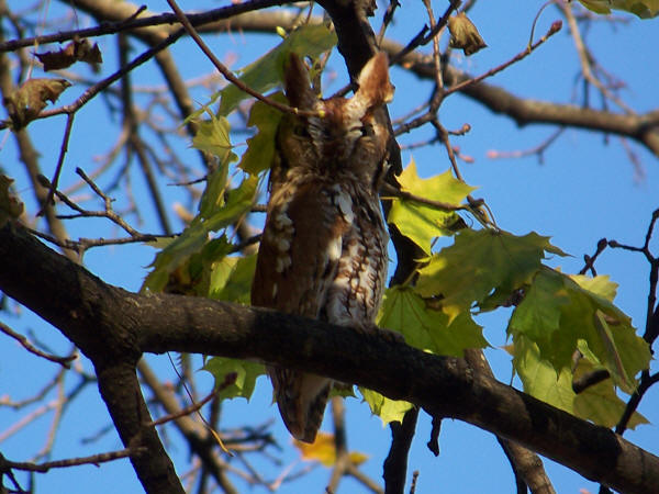 Eastern Screech-Owl