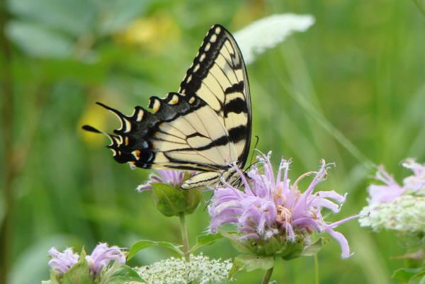 Eastern Tiger Swallowtail