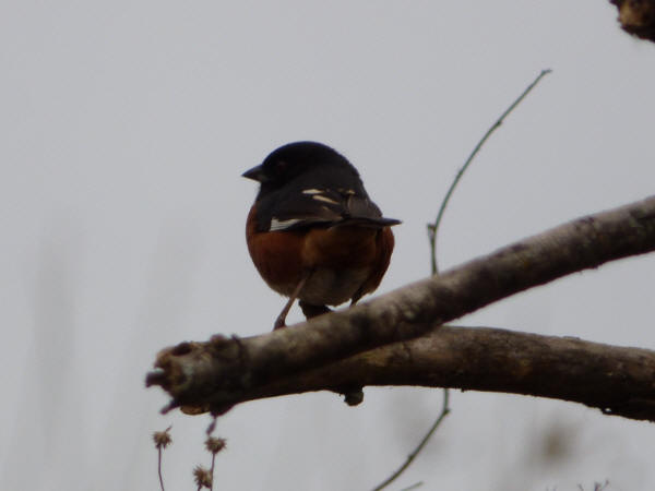 Eastern Towhee