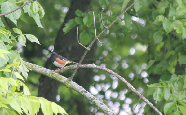 Eastern Towhee