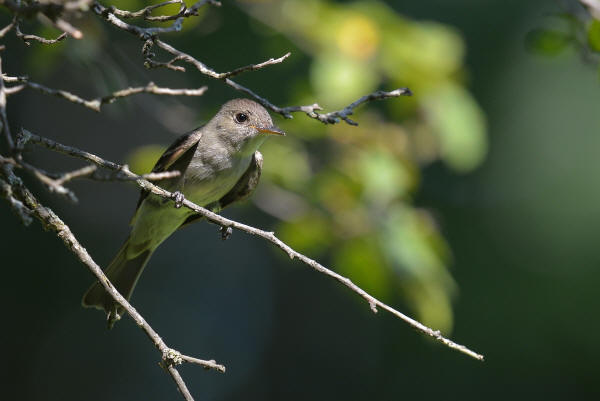 Eastern Wood-Pewee