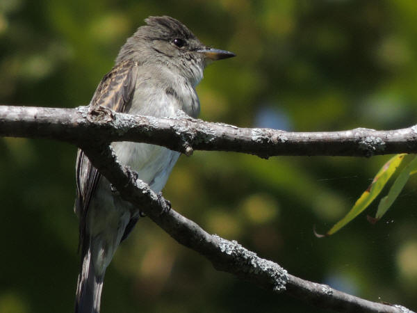 Eastern Wood-Peewee