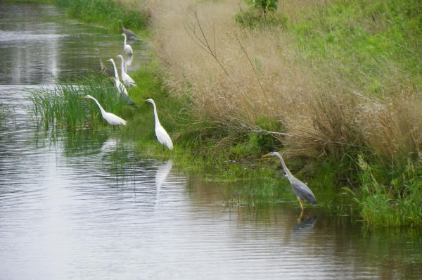 Great Egrets and Great Blue Herons