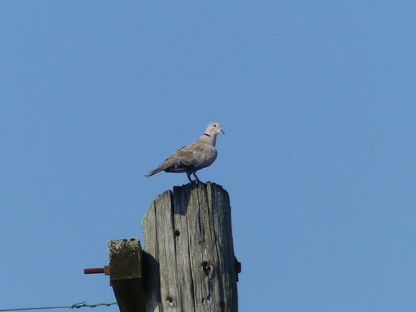 Eurasian Collared-Dove