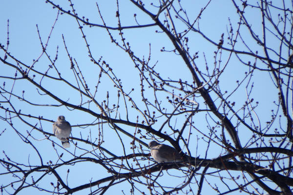 Eurasian Collared-Doves