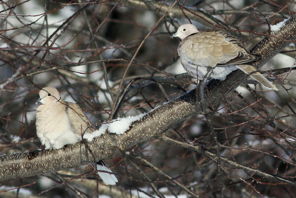 Eurasian Collared-Doves