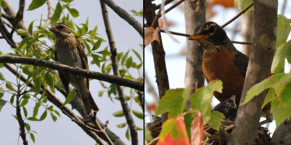 Grosbeak - Robin comparison