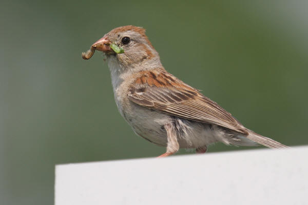 Field Sparrow