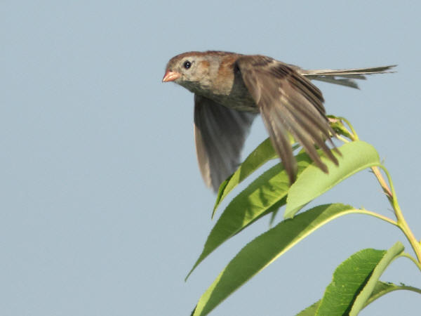 Field Sparrow