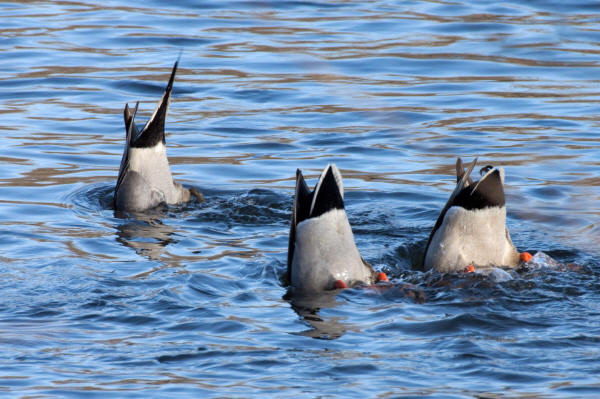 Dabblers diving for food on the Fox: two mallards and one pin-tail