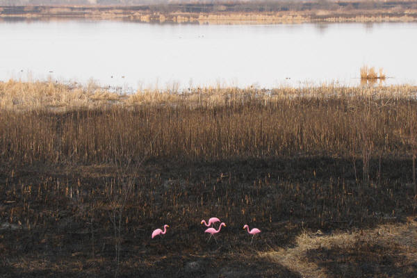 Pink Flamingos