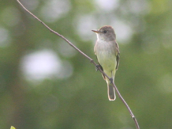 Probable Willow Flycatcher