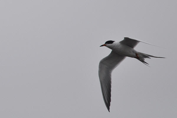 Forster's Tern