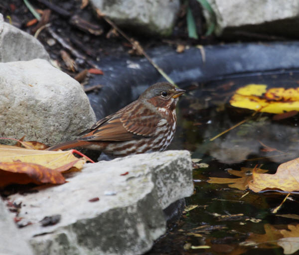 Fox Sparrow