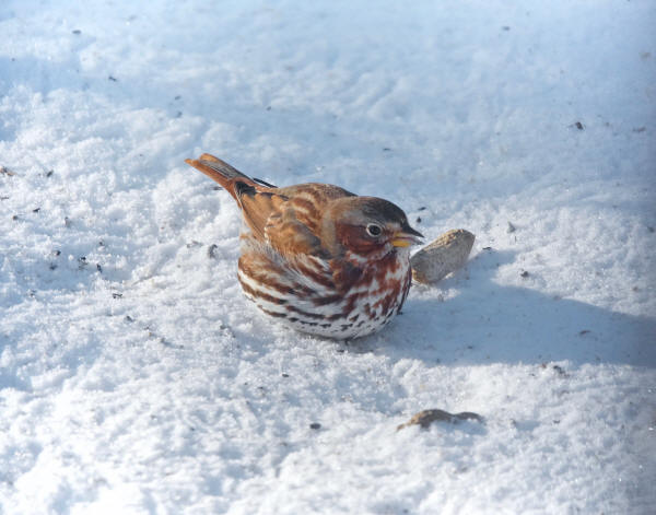 Fox Sparrow