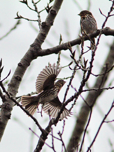 Fox Sparrows