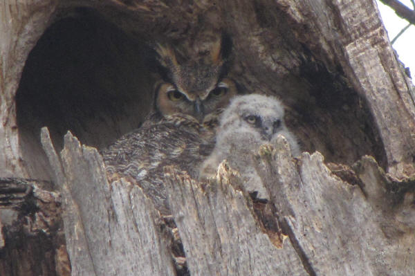 Great Horned Owl parent and owlet