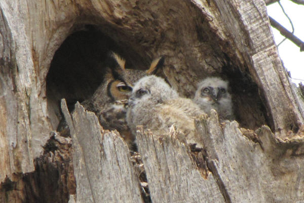 Great Horned Owl with 2 owlets