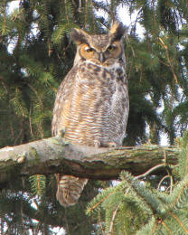 Great Horned Owl parent