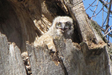 Great Horned Owl owlet