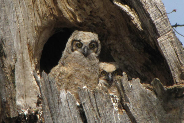 Great Horned Owls