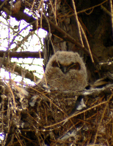 One of the three owlets. Photo by Bob Andrini.