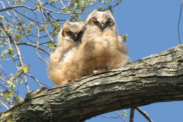Great Horned owlets