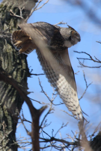 Great Horned Owl photo