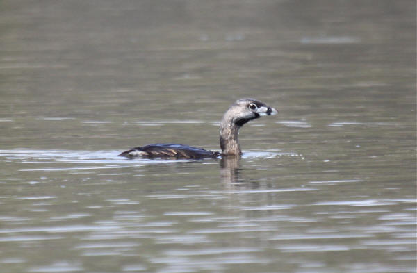 Pied-billed Grebe