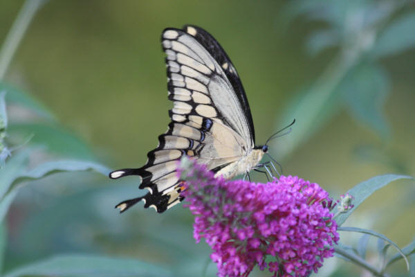 Giant Swallowtail