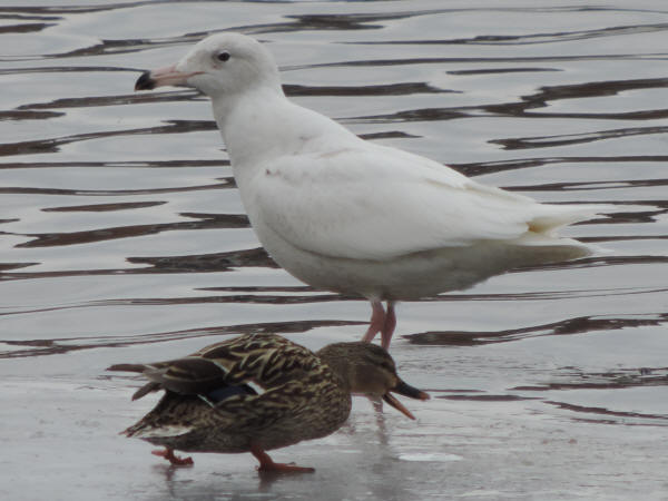 Glaucous Gull