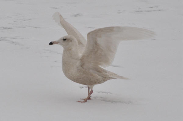 Glaucous Gull