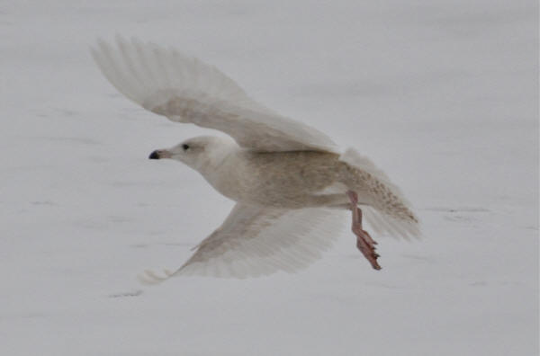 Glaucous Gull