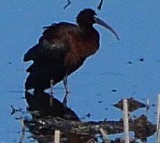 Glossy Ibis