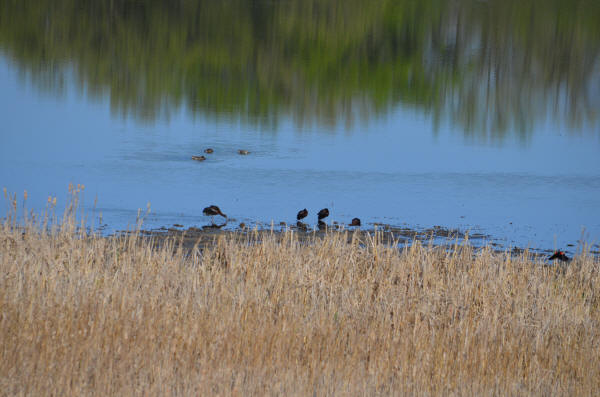 Glossy Ibises