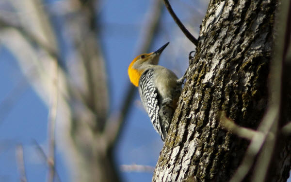 Gold morph Red-bellied Woodpecker