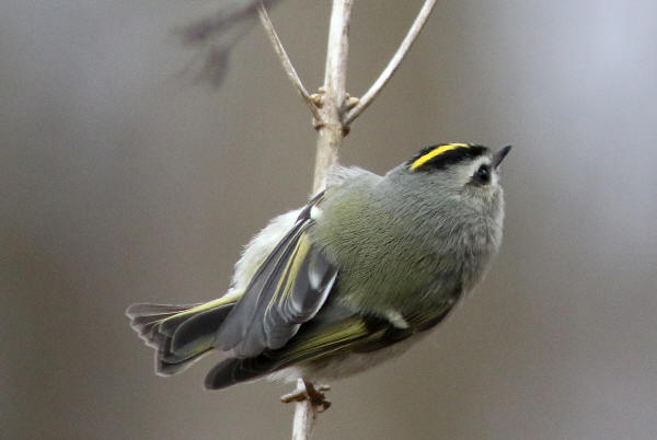 Golden-crowned Kinglet