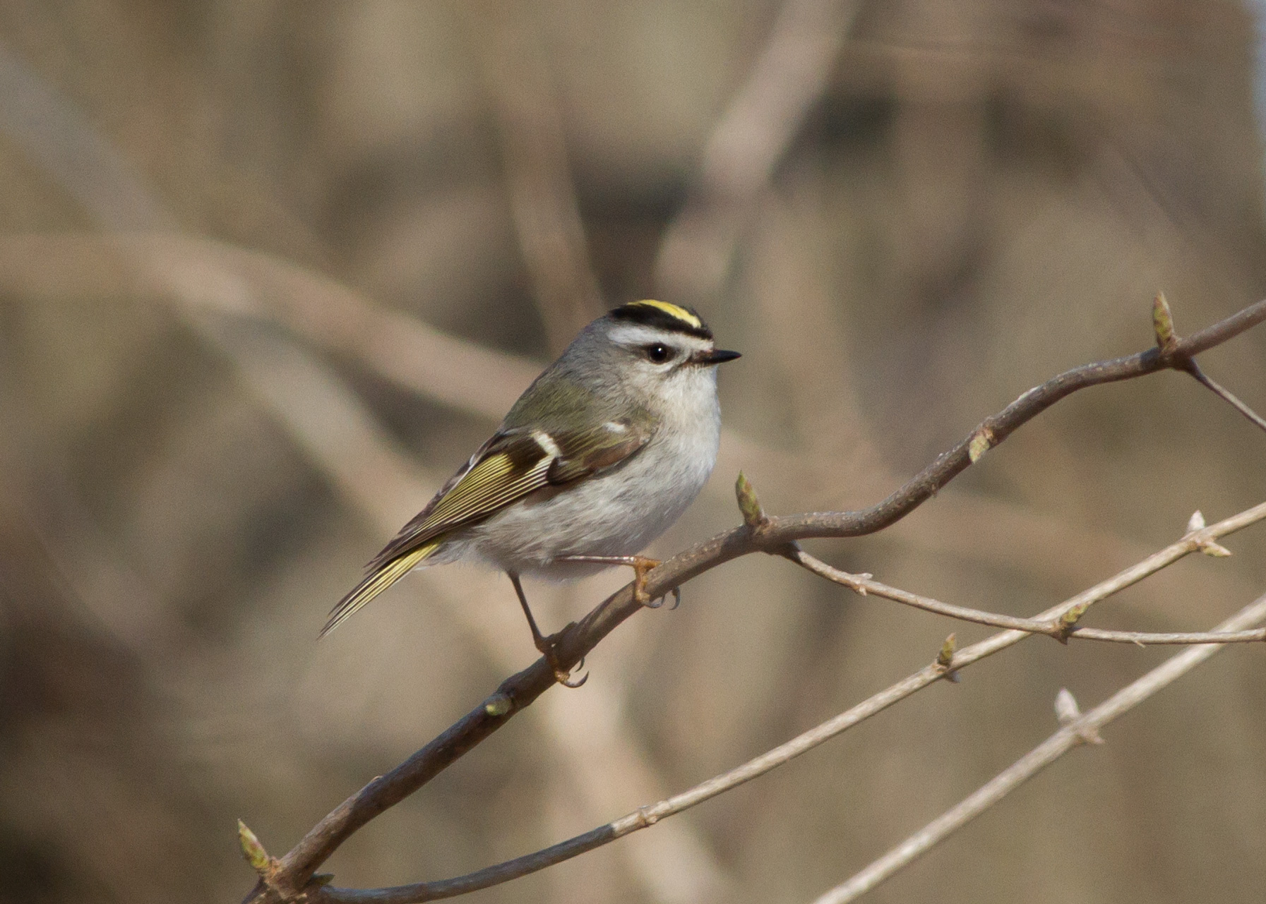 Golden-crowned Kinglet