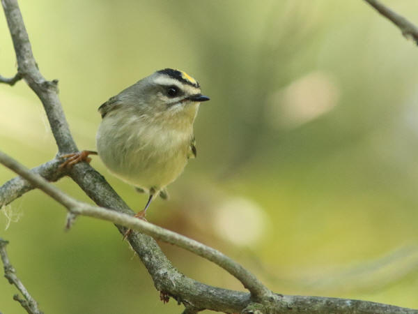 Golden-crowned Kinglet