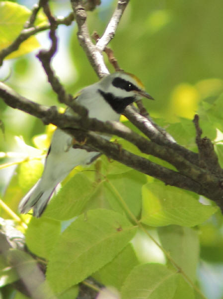 Golden-winged Warbler