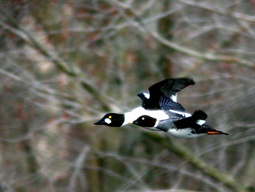 Common Goldeneye pair in flight