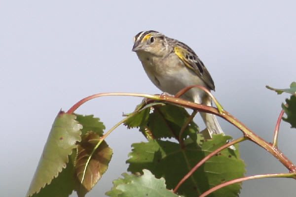 Grasshopper Sparrow