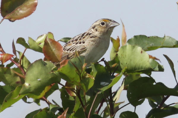 Grasshopper Sparrow