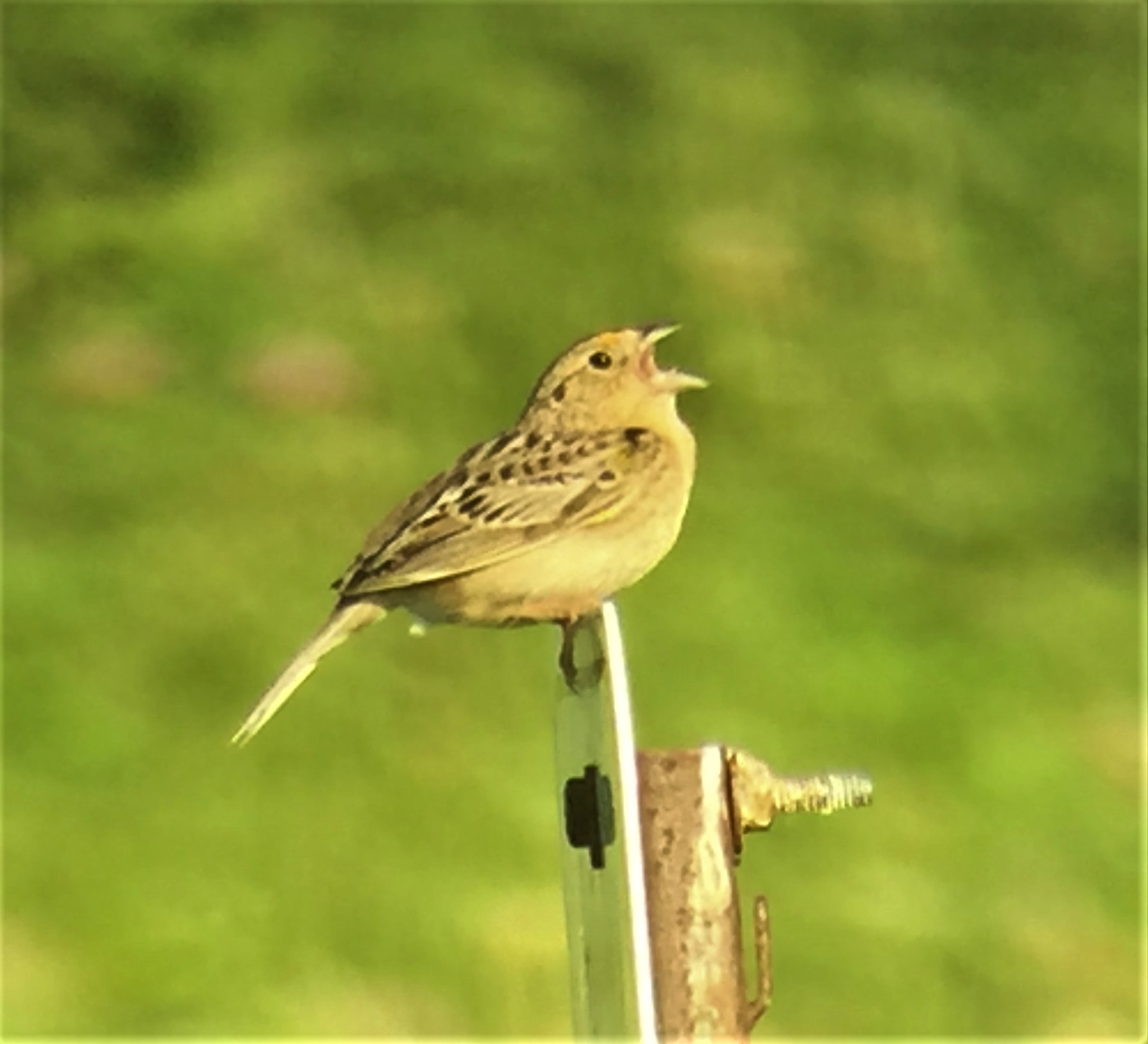 Grasshopper Sparrow