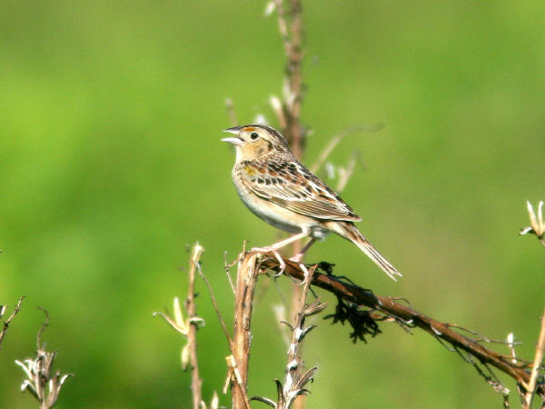 Grasshopper Sparrow