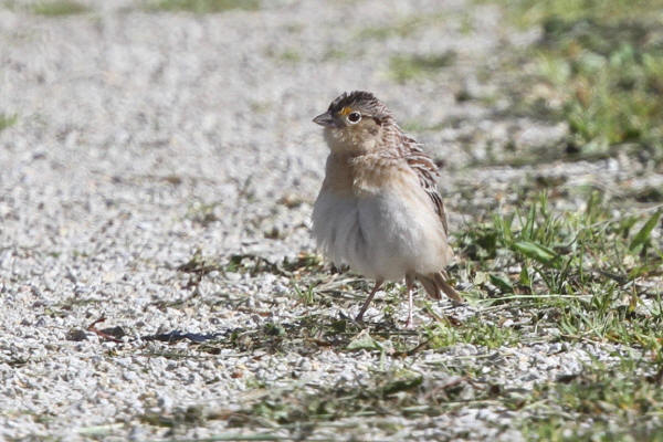 Grasshopper Sparrow