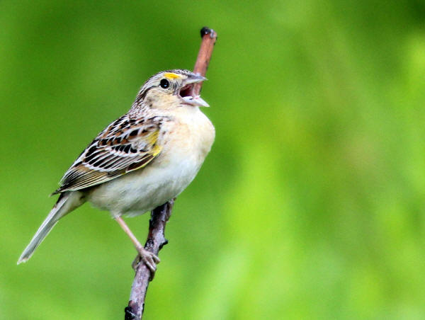 Grasshopper Sparrow