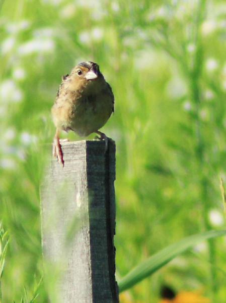 Grasshopper Sparrow