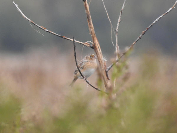 Grasshopper Sparrow