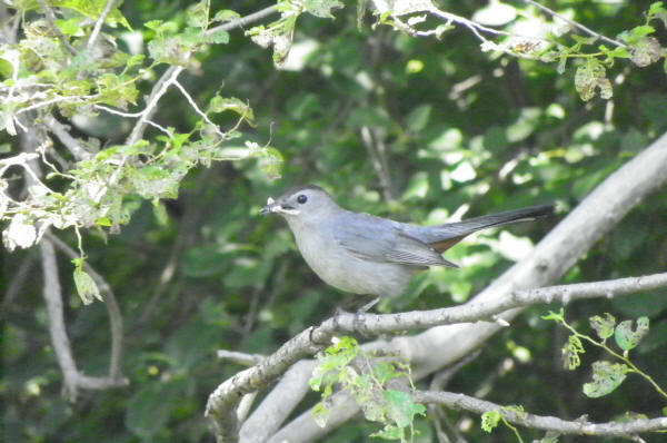 Gray Catbird